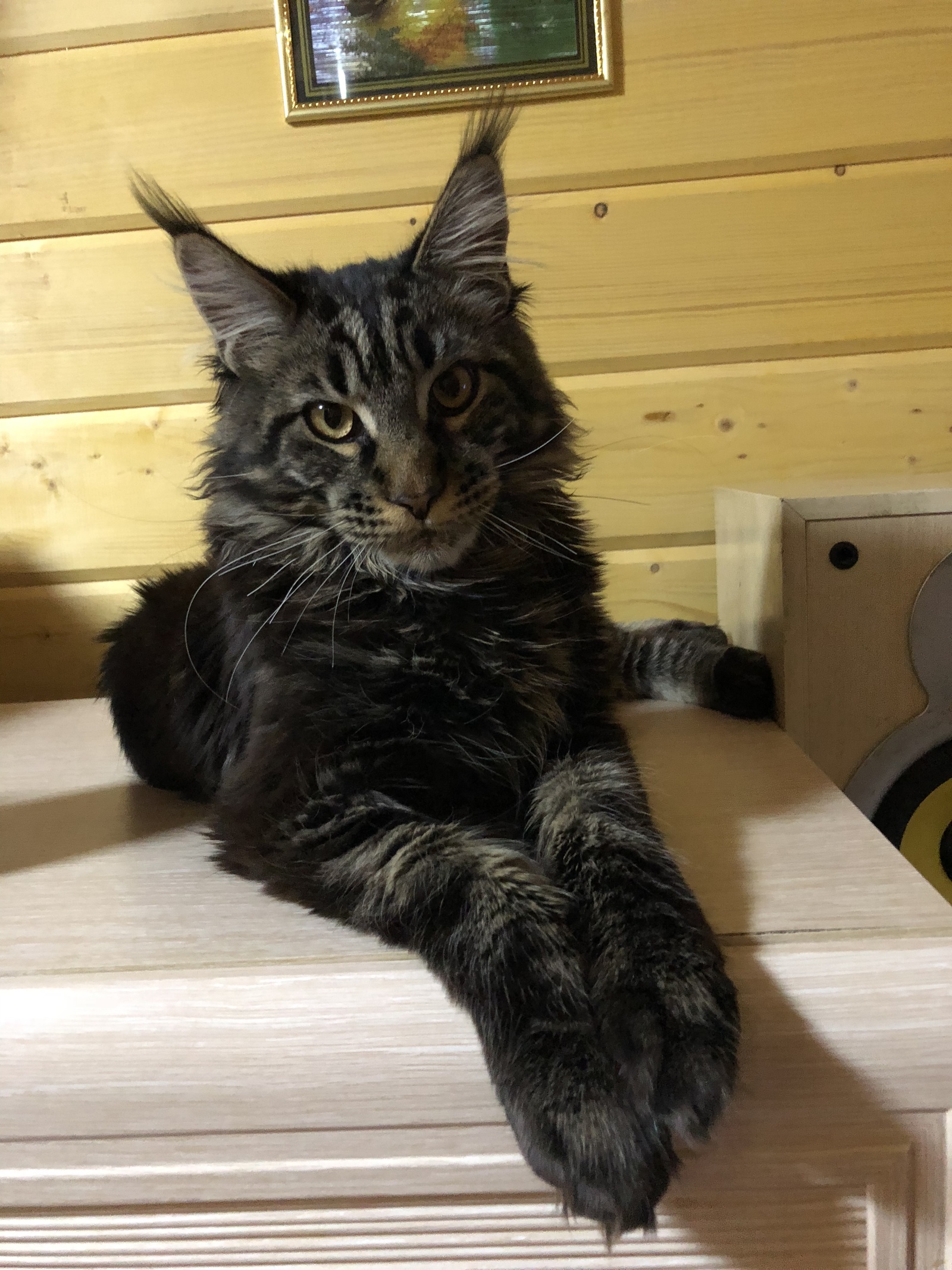 In a wave of posts about them - My, Maine Coon, Handsome men, Trend, Longpost, cat