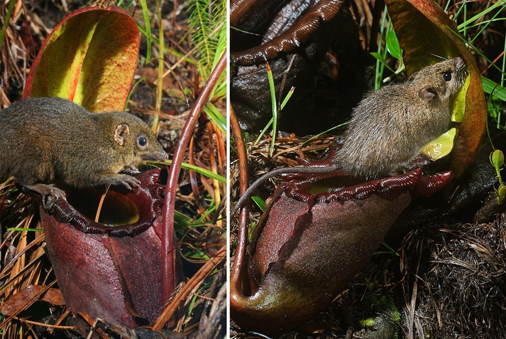 Tupaya on Nepenthes - The science, Biology, Tupaia, Copy-paste, Elementy ru, , GIF, Longpost