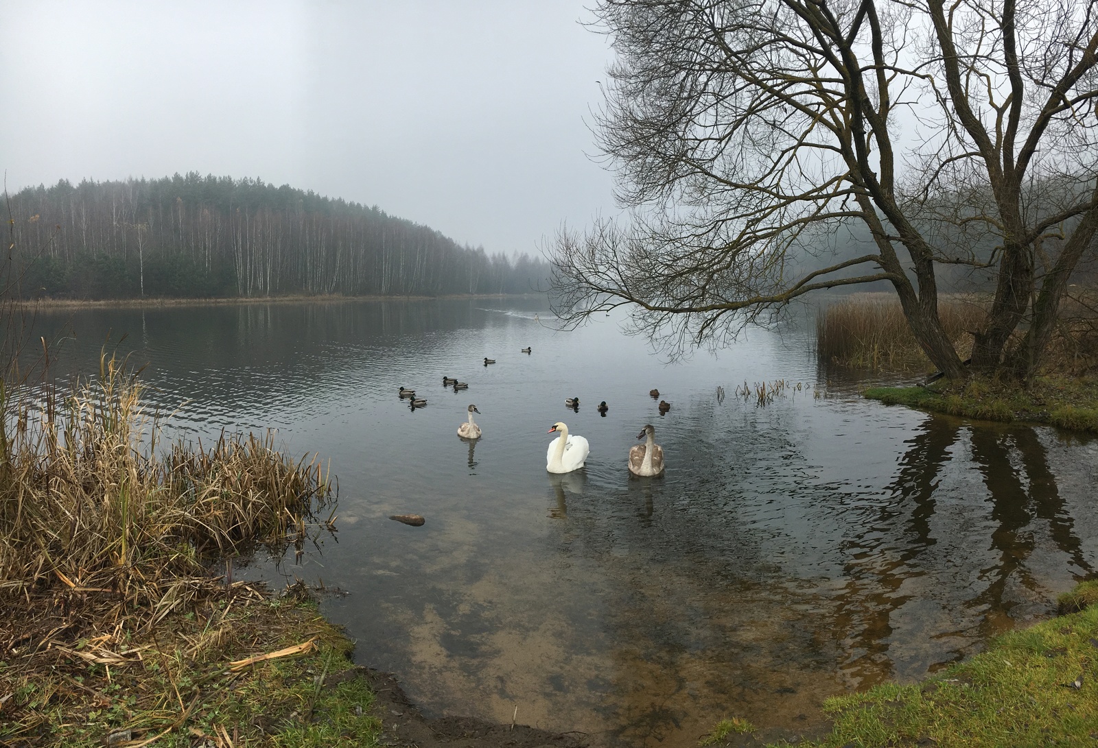 Silence - My, Mobile photography, iPhone 6s, Autumn, Deserted, Republic of Belarus, Longpost