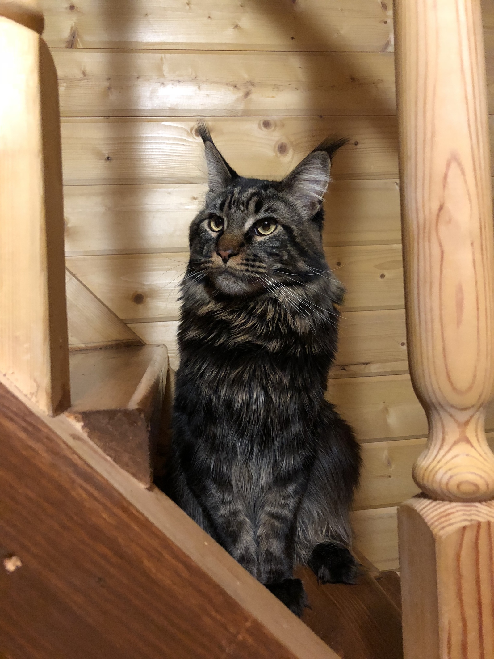 Again he - My, Maine Coon, cat, Trend, Handsome men, Longpost