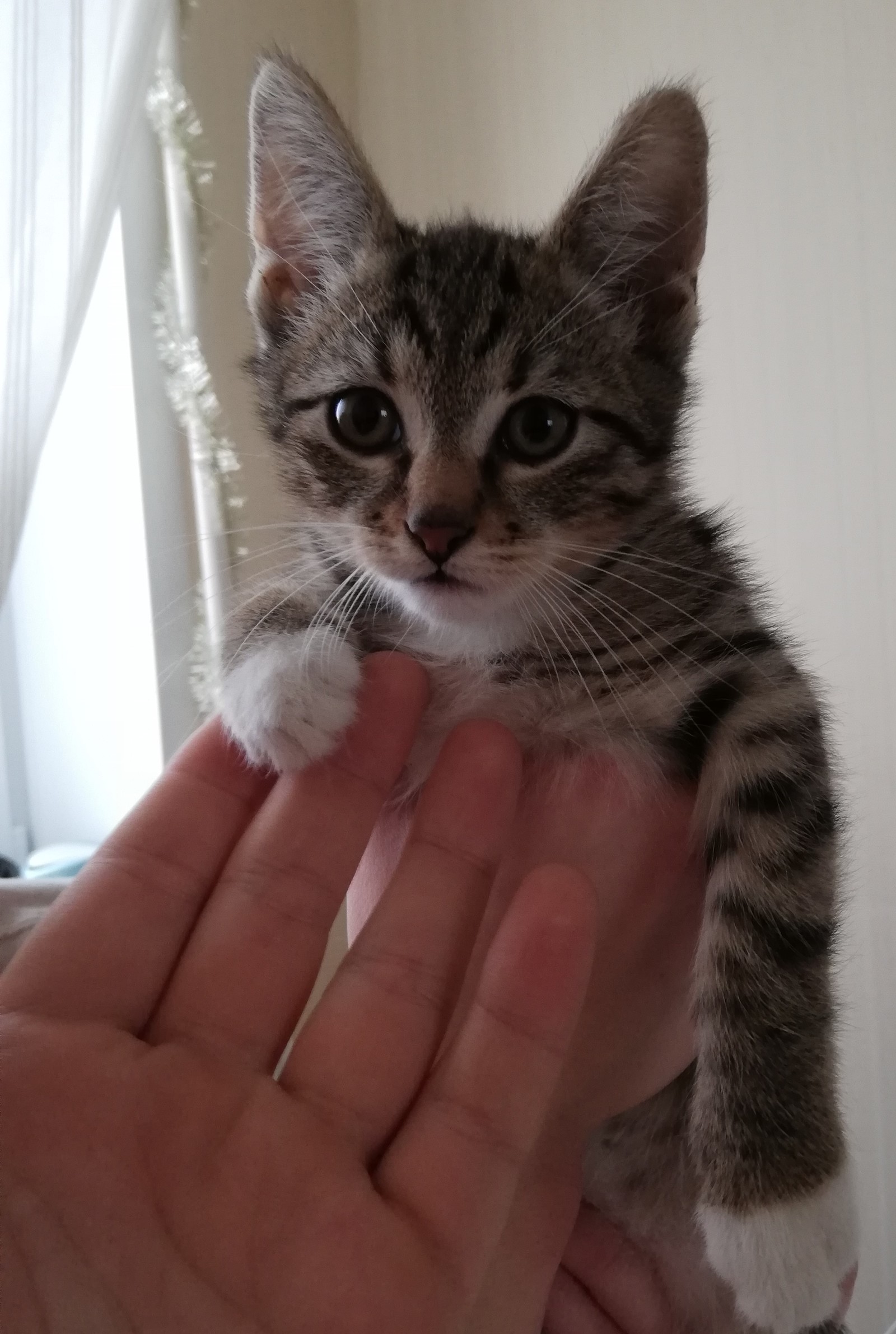 Three kittens out of the box!!! - My, Kittens, In good hands, Help, Longpost, cat, Moscow, Zelenograd, Moscow region, No rating, Helping animals