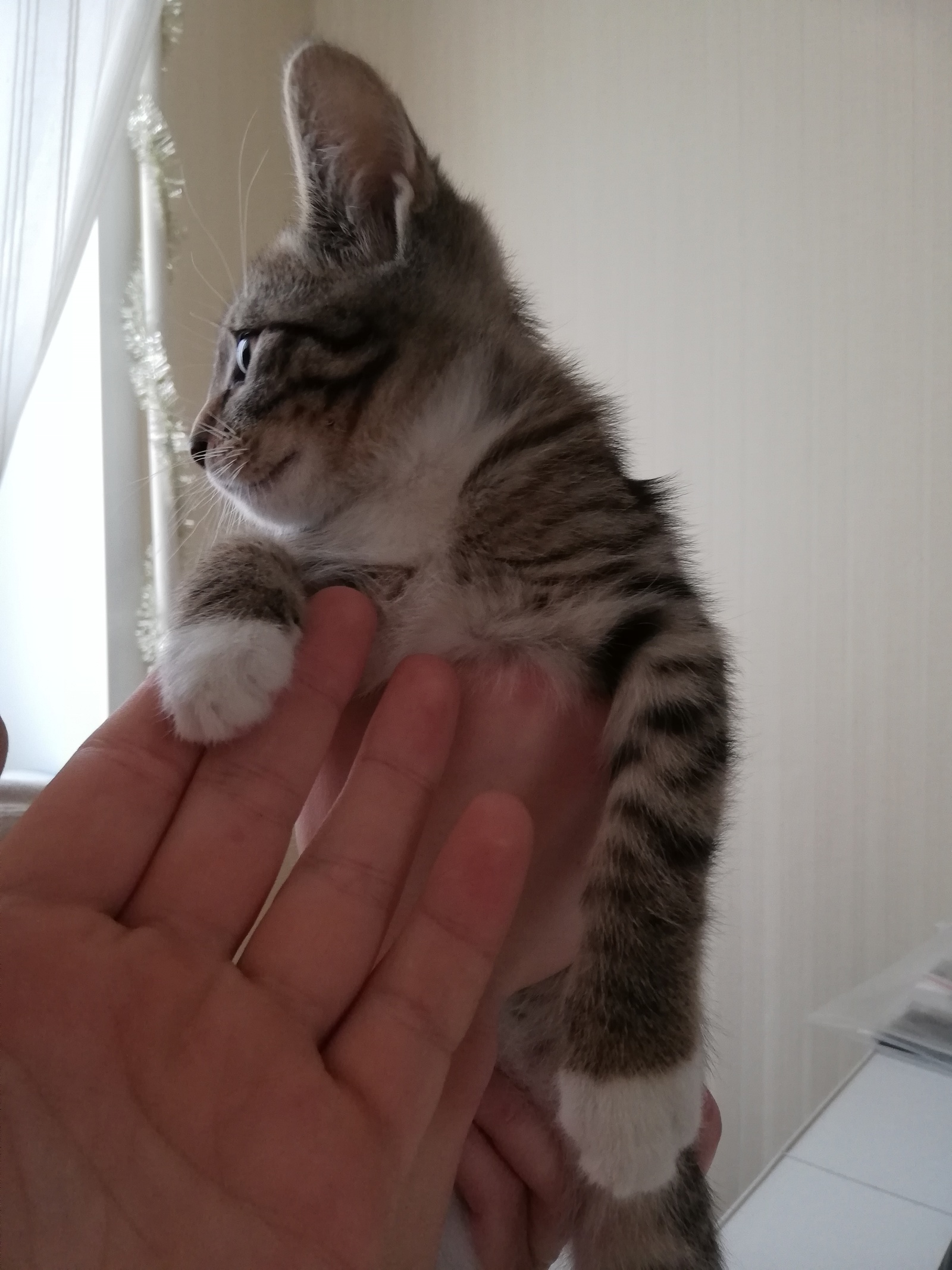 Three kittens out of the box!!! - My, Kittens, In good hands, Help, Longpost, cat, Moscow, Zelenograd, Moscow region, No rating, Helping animals