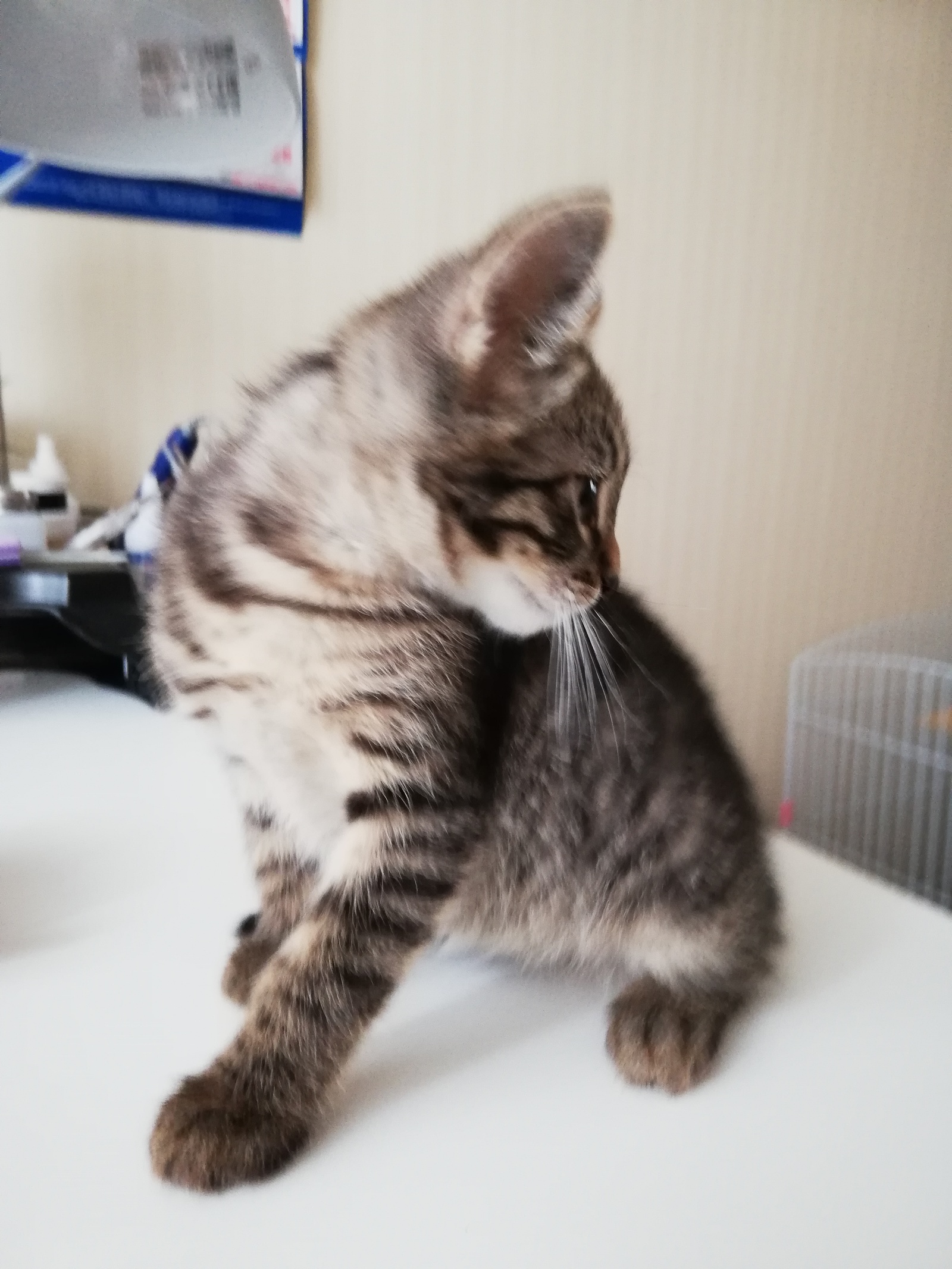 Three kittens out of the box!!! - My, Kittens, In good hands, Help, Longpost, cat, Moscow, Zelenograd, Moscow region, No rating, Helping animals