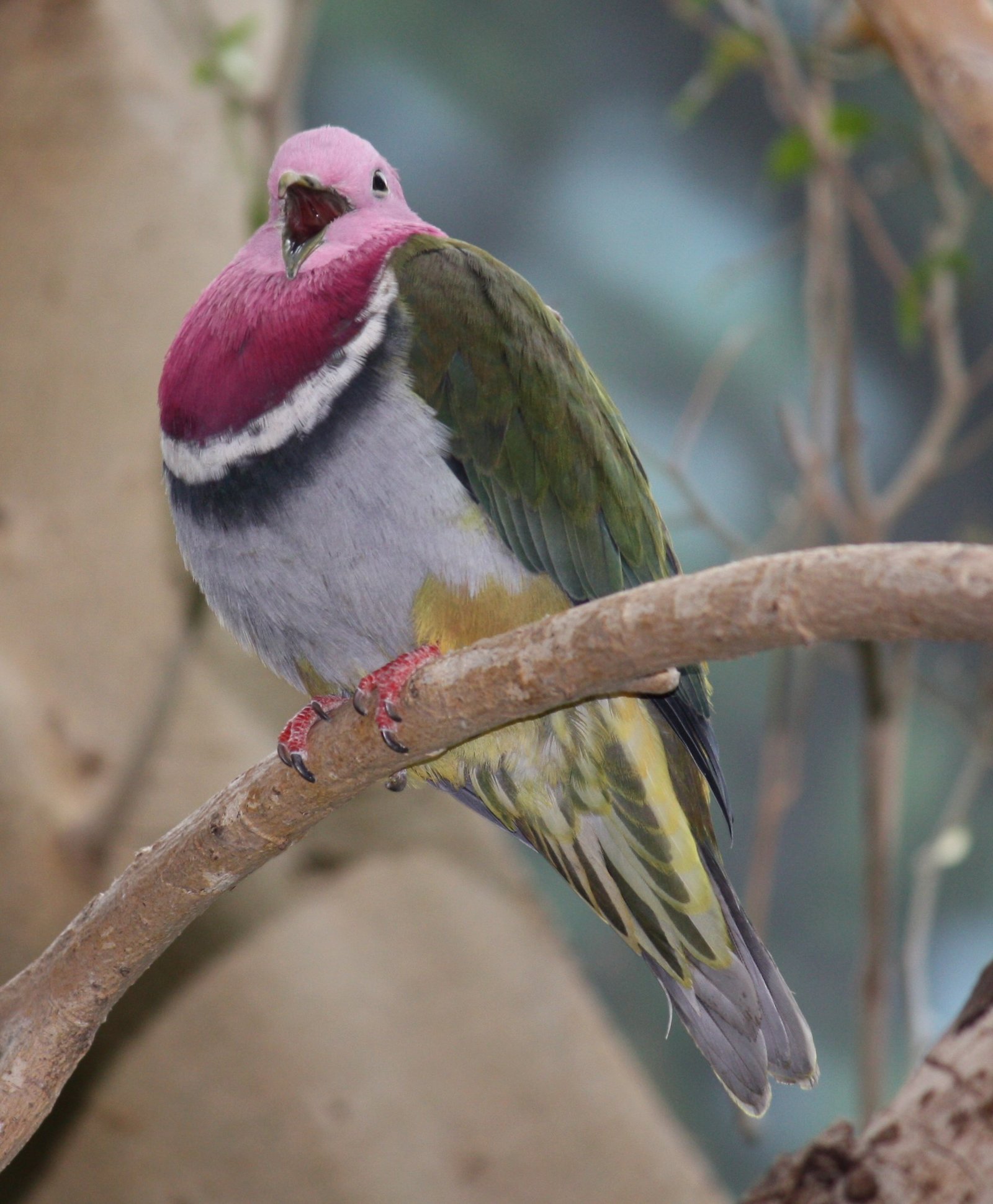 The most beautiful birds in the world - Birds, Beautiful, Longpost