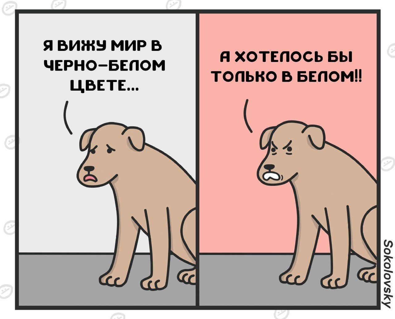 Британец обвинил в расизме собаку, которая справила нужду в его дворе - Моё, Собака, Расизм, Новости, Sokolovsky!