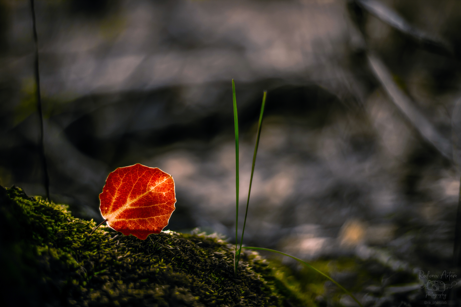 Отпусти меня, полтинник ... - Моё, Длиннопост, Природа, 50mm