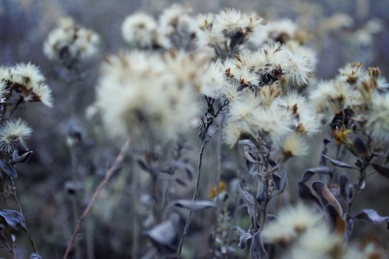 Laconic beauty of autumn nature - My, Autumn, Nature, Canon EOS 100d, Macro photography, Beginning photographer, I want criticism, Longpost, The photo