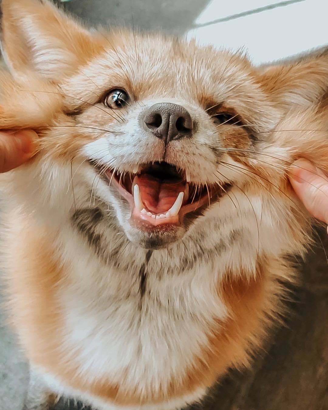 Smiling fox ^.^ - Fox, Milota, Animals, The photo