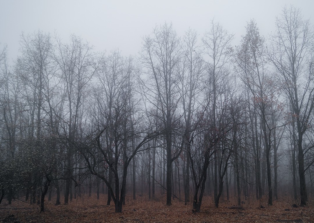 Таинственный лес | Пикабу