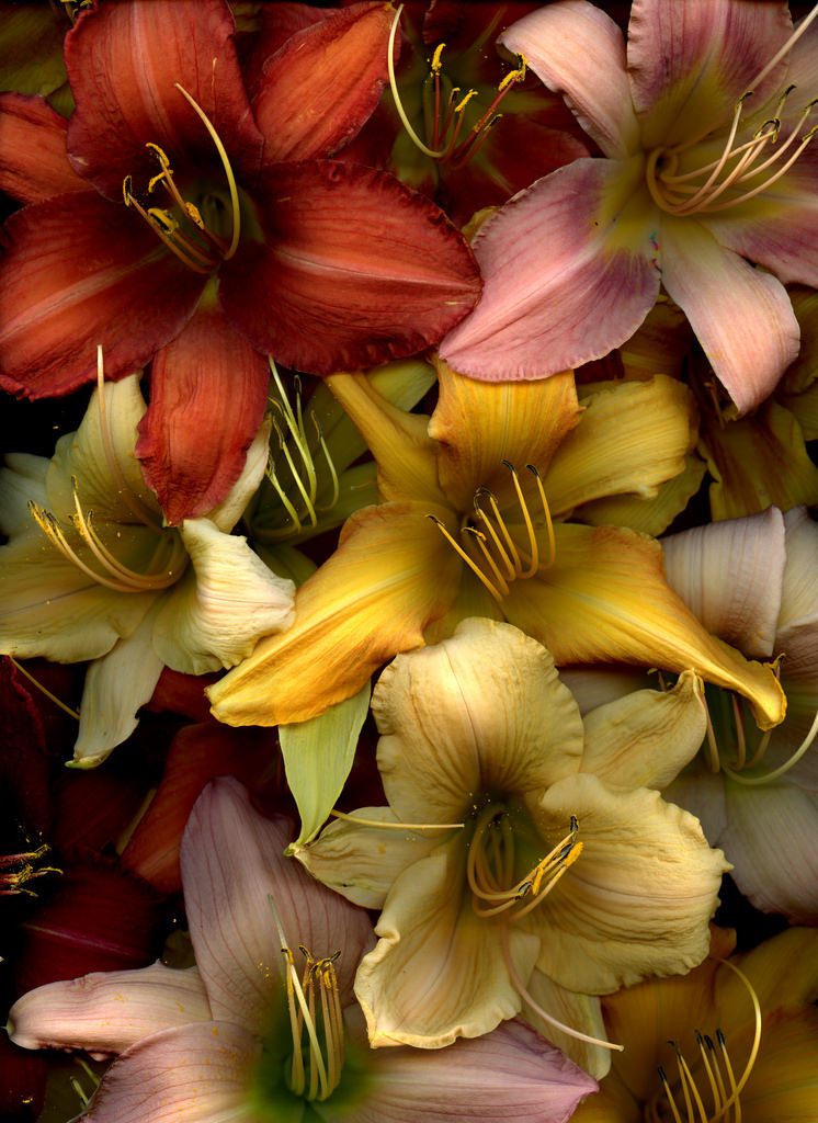 Photo - The photo, Flowers