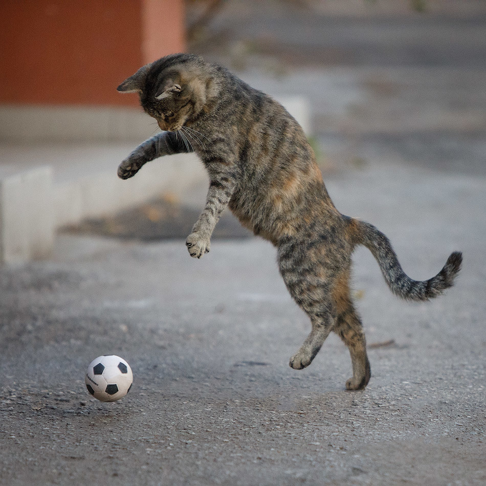 Cats and balls - Catomafia, cat, Ball, The photo, In contact with, Longpost