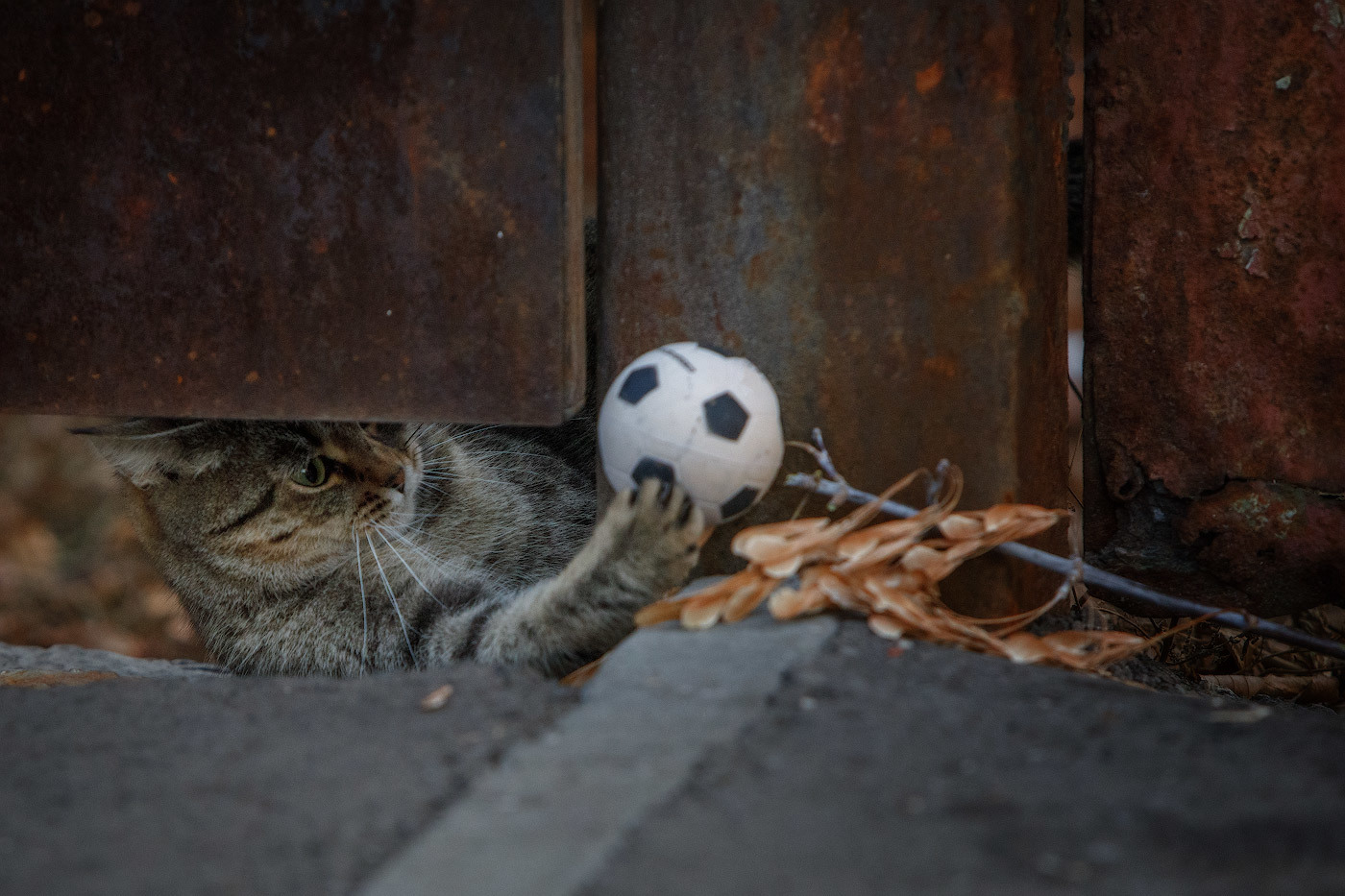 Cats and balls - Catomafia, cat, Ball, The photo, In contact with, Longpost