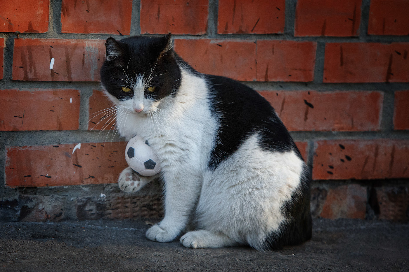 Cats and balls - Catomafia, cat, Ball, The photo, In contact with, Longpost