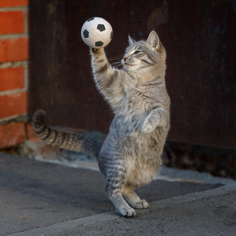 Cats and balls - Catomafia, cat, Ball, The photo, In contact with, Longpost