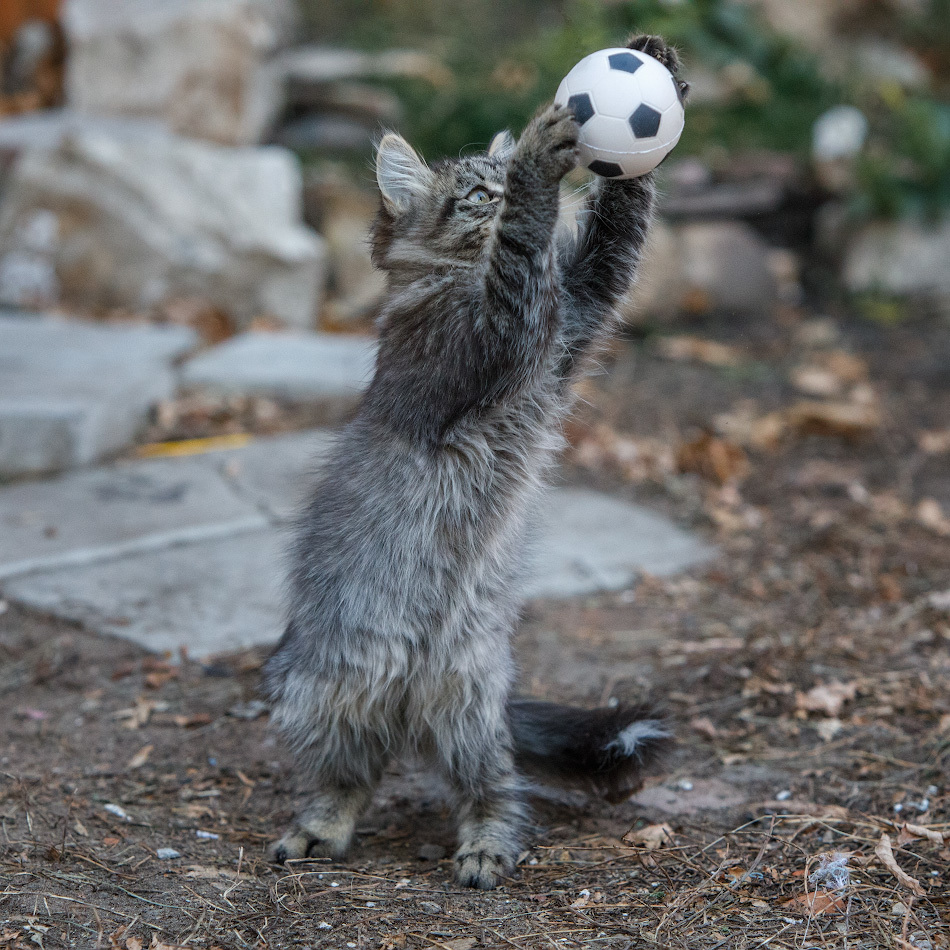 Cats and balls - Catomafia, cat, Ball, The photo, In contact with, Longpost