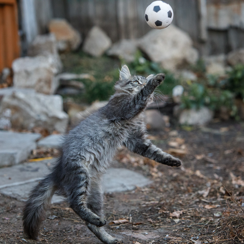 Cats and balls - Catomafia, cat, Ball, The photo, In contact with, Longpost