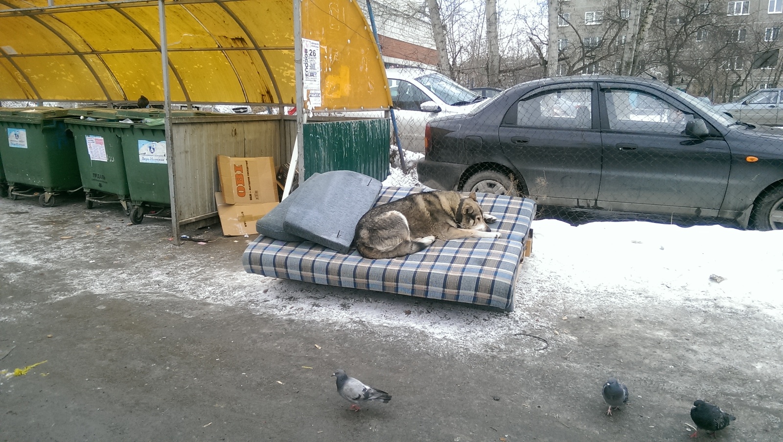 Городской волк. - Моё, Собака, Фотография