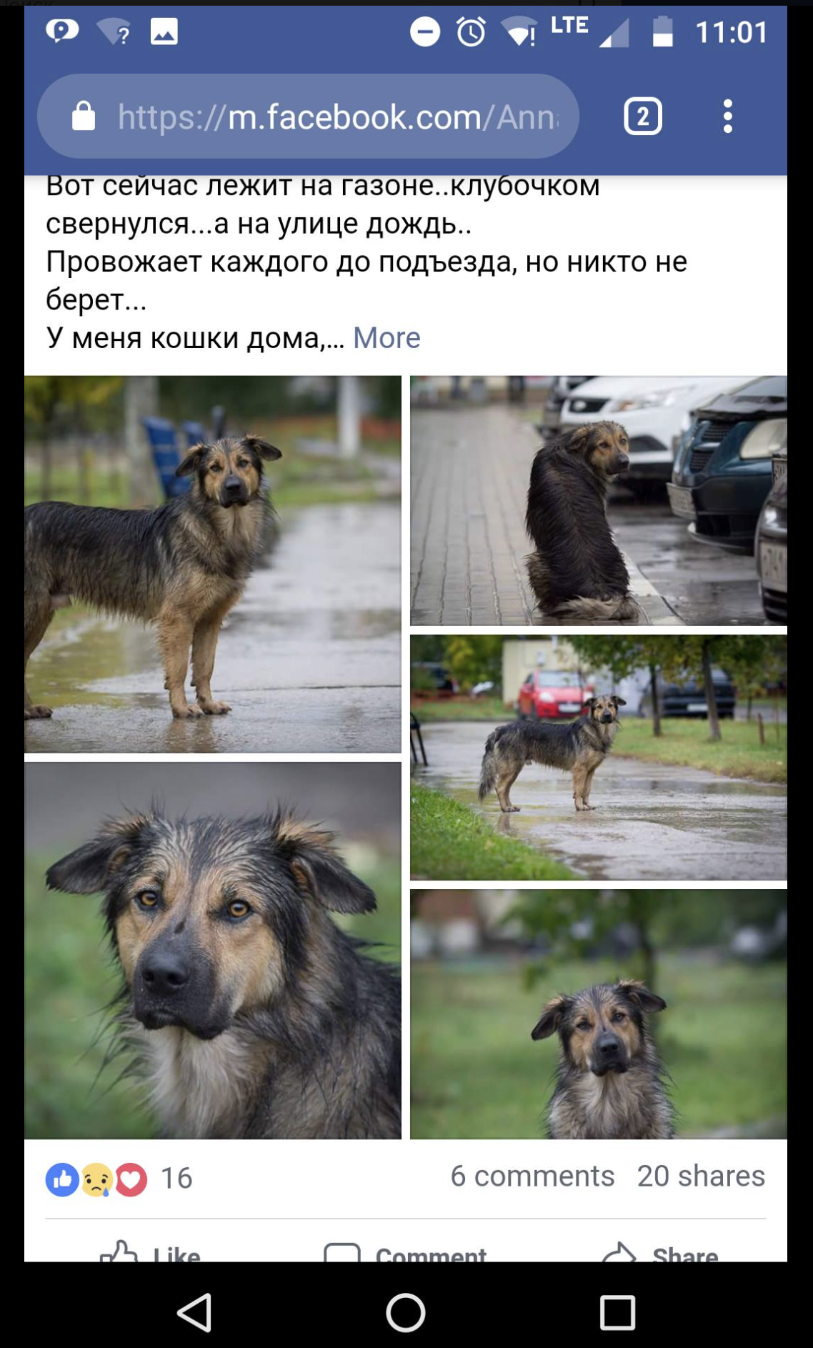 FRIENDS, WE ARE LOOKING FOR A FELLOW - My, Aeroflot, Dog, Longpost