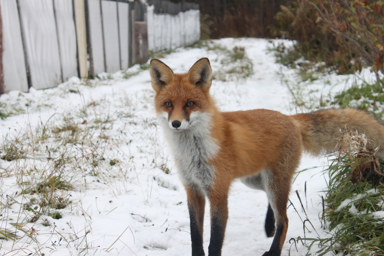 Chanterelles :3 - My, Fox, Dacha, Nature, Longpost