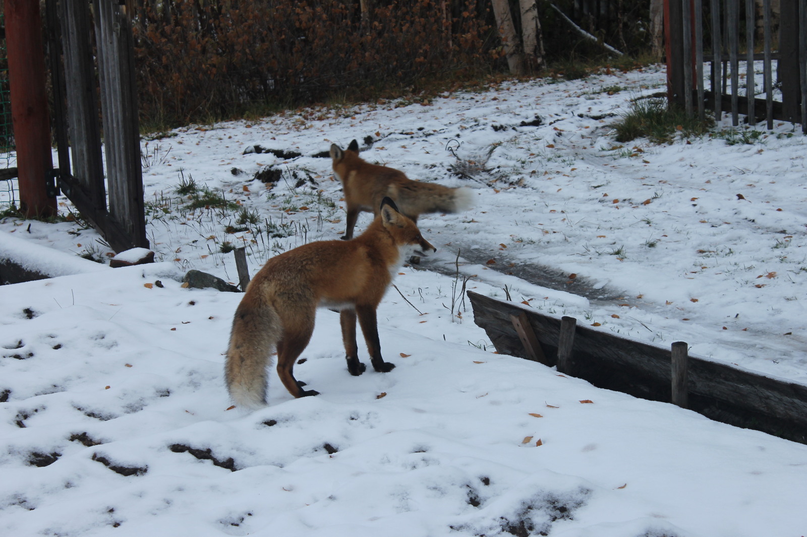 Chanterelles :3 - My, Fox, Dacha, Nature, Longpost