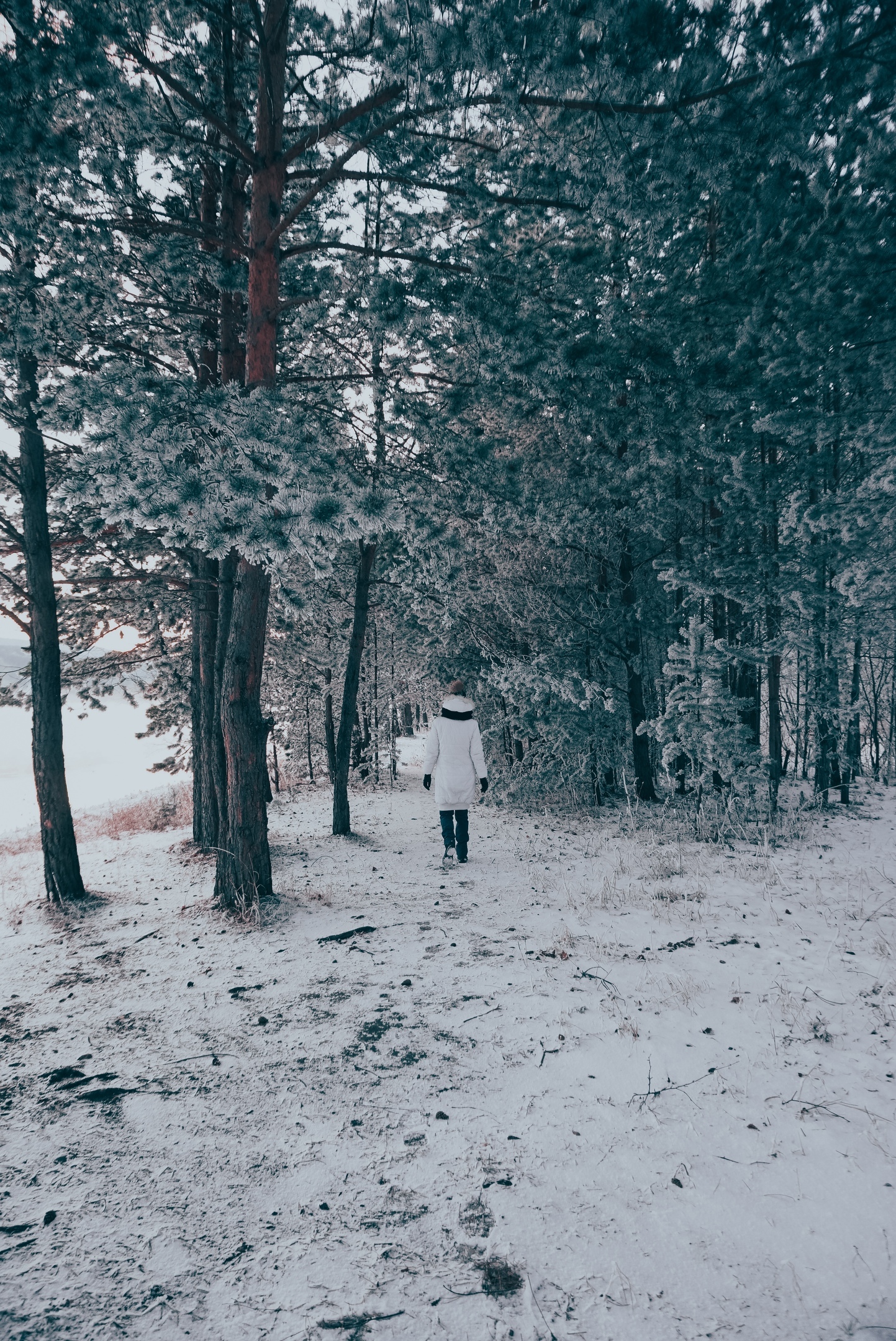 N o v e m b e r M a g i c - My, Krasnoyarsk, Siberia, Snow, November, Yenisei, Nature, Longpost