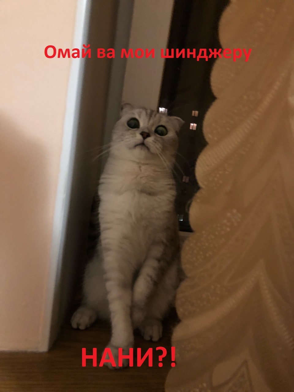 Нани?! - Моё, Кот, Нани, Paint Master, Аниме