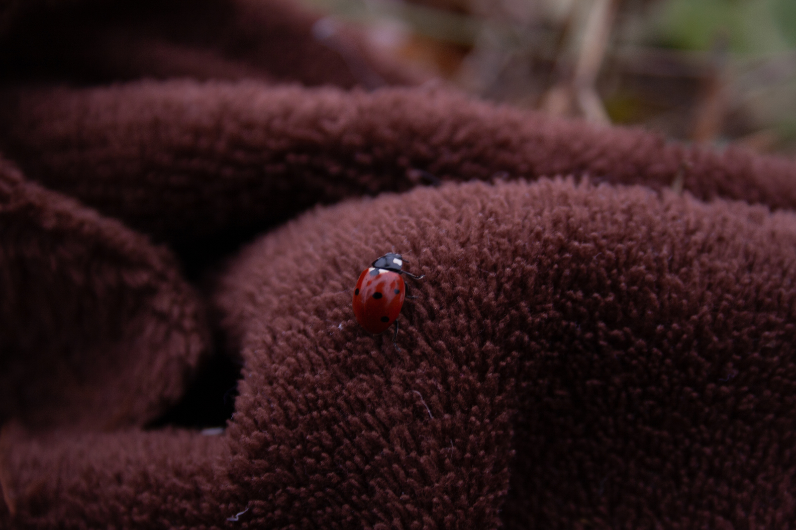 Ladybug Adventure - My, Beginning photographer, I want criticism, ladybug, Canon, Longpost