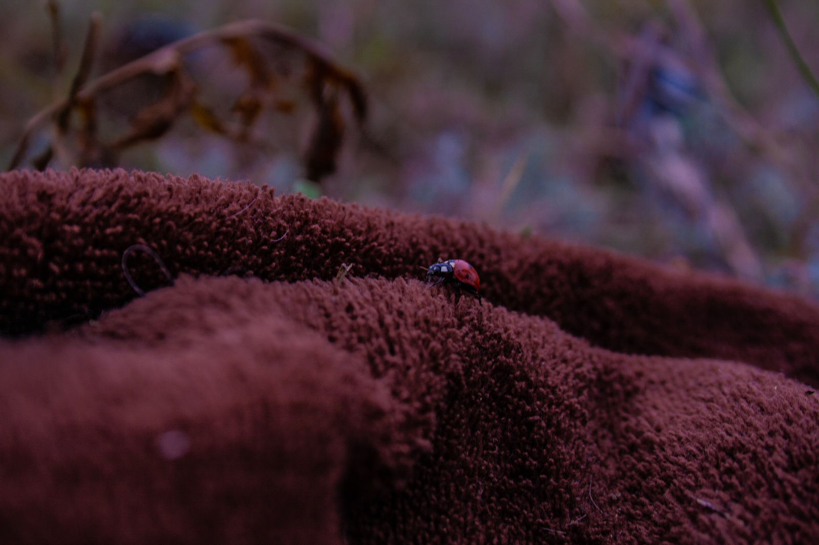 Ladybug Adventure - My, Beginning photographer, I want criticism, ladybug, Canon, Longpost