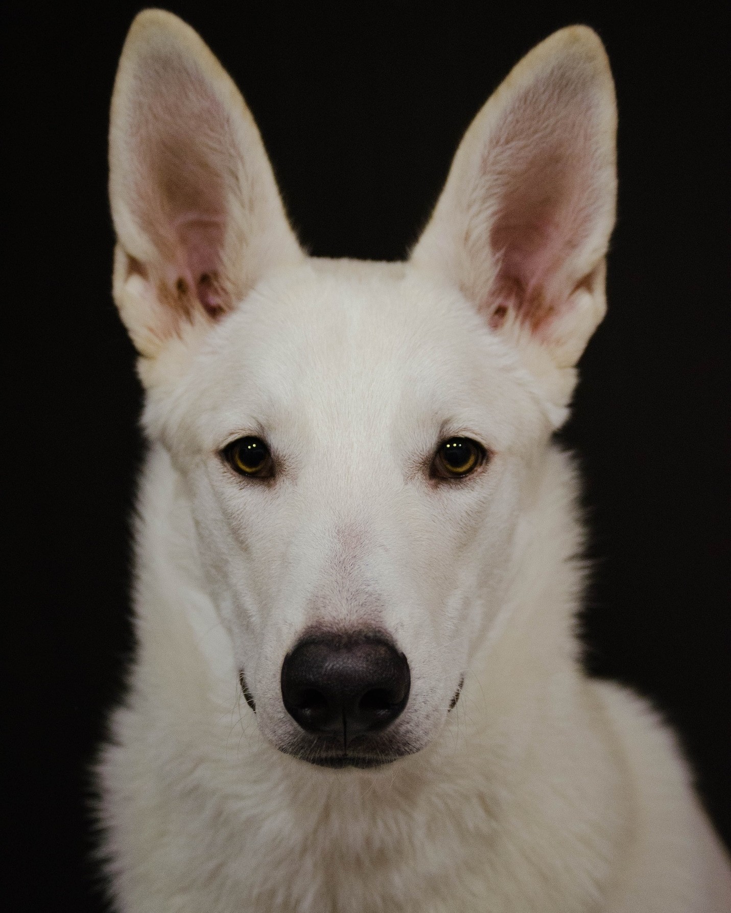 dog portrait - My, Dog, Portrait, The photo