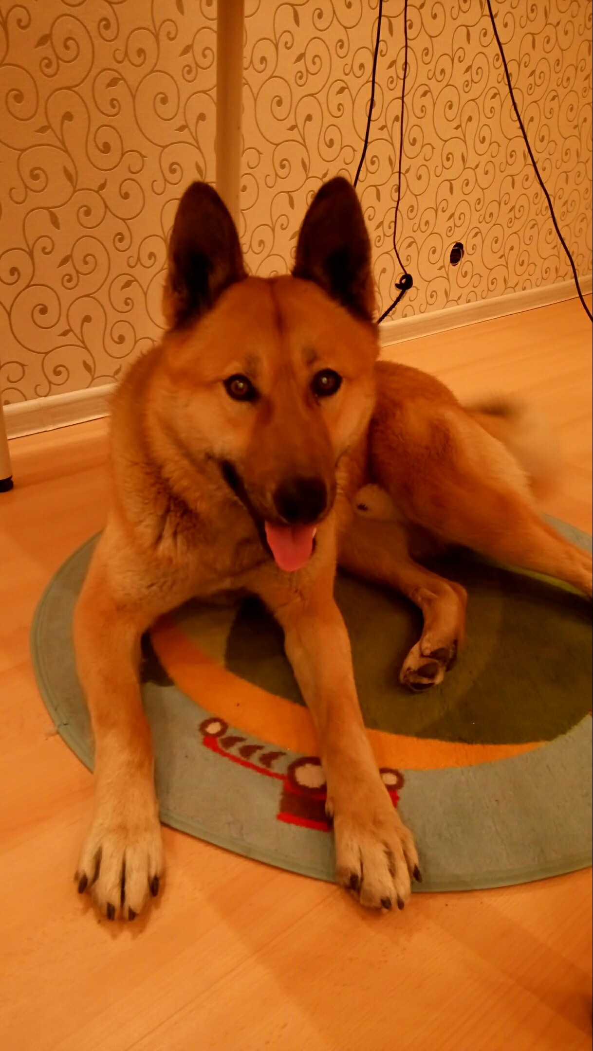 Dog in good hands, Yekaterinburg - No rating, In good hands, Dog, Looking for a home, Longpost, Yekaterinburg