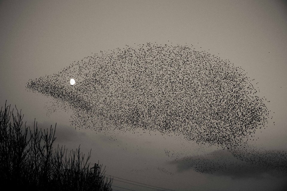 Hedgehog from starlings and the moon in the eye - Starling, The photo, Birds, Hedgehog, Murmuratsiya