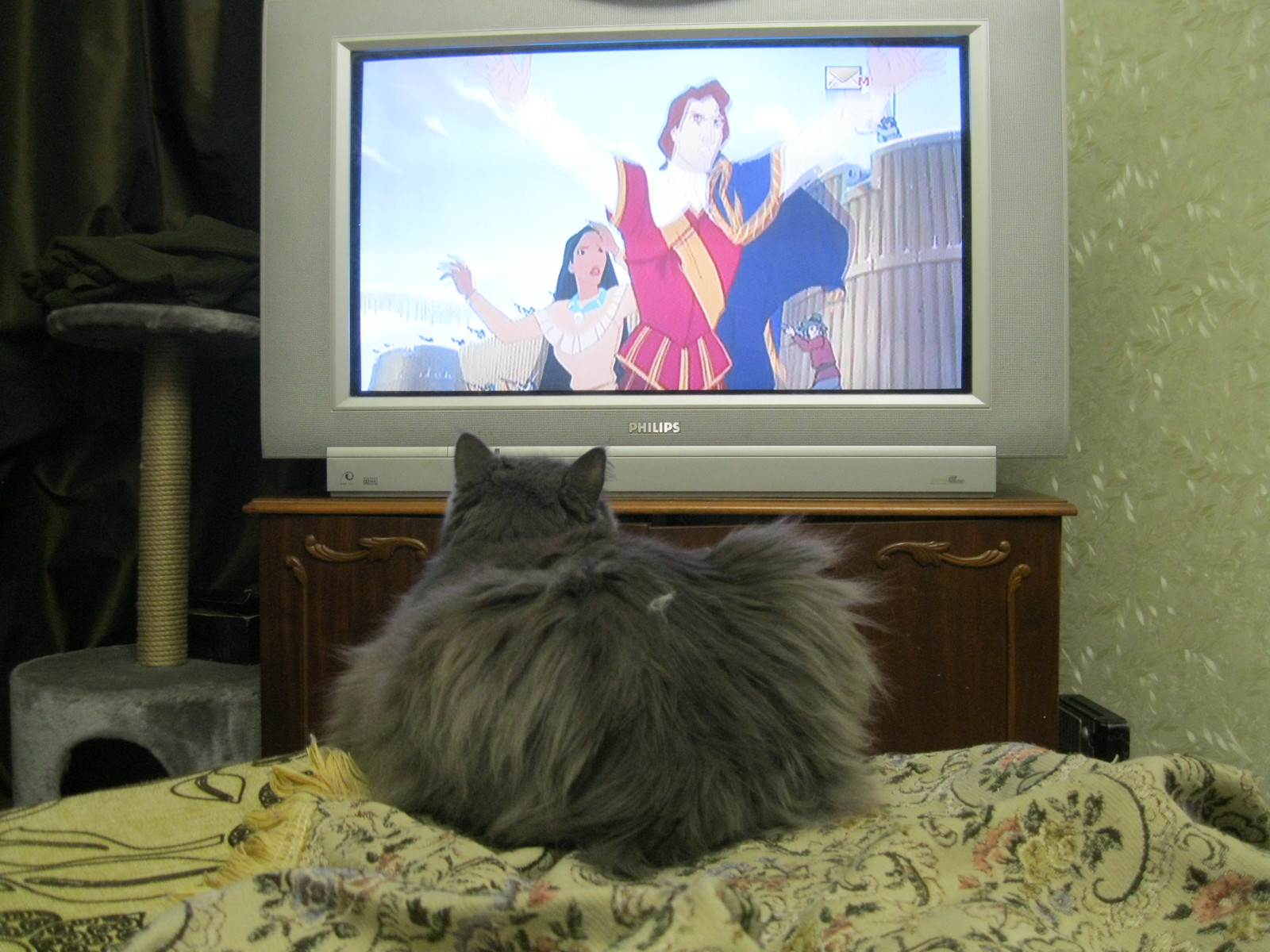 Mavruha is watching TV - My, cat, TV set