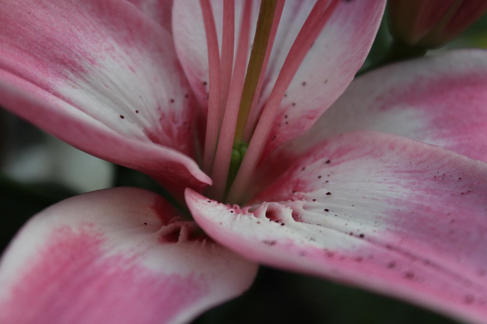 Flowers #4. - My, Flowers, Lily, Garden, Garden, Ural, Yekaterinburg, Longpost