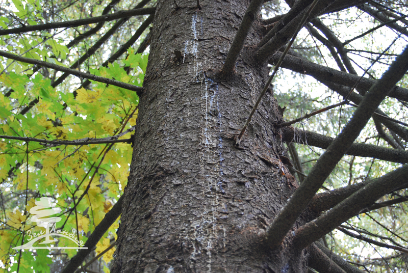 The beetle is starting to bother me - My, Anxiety, Parasites, Hopelessness, Longpost, Bark beetles