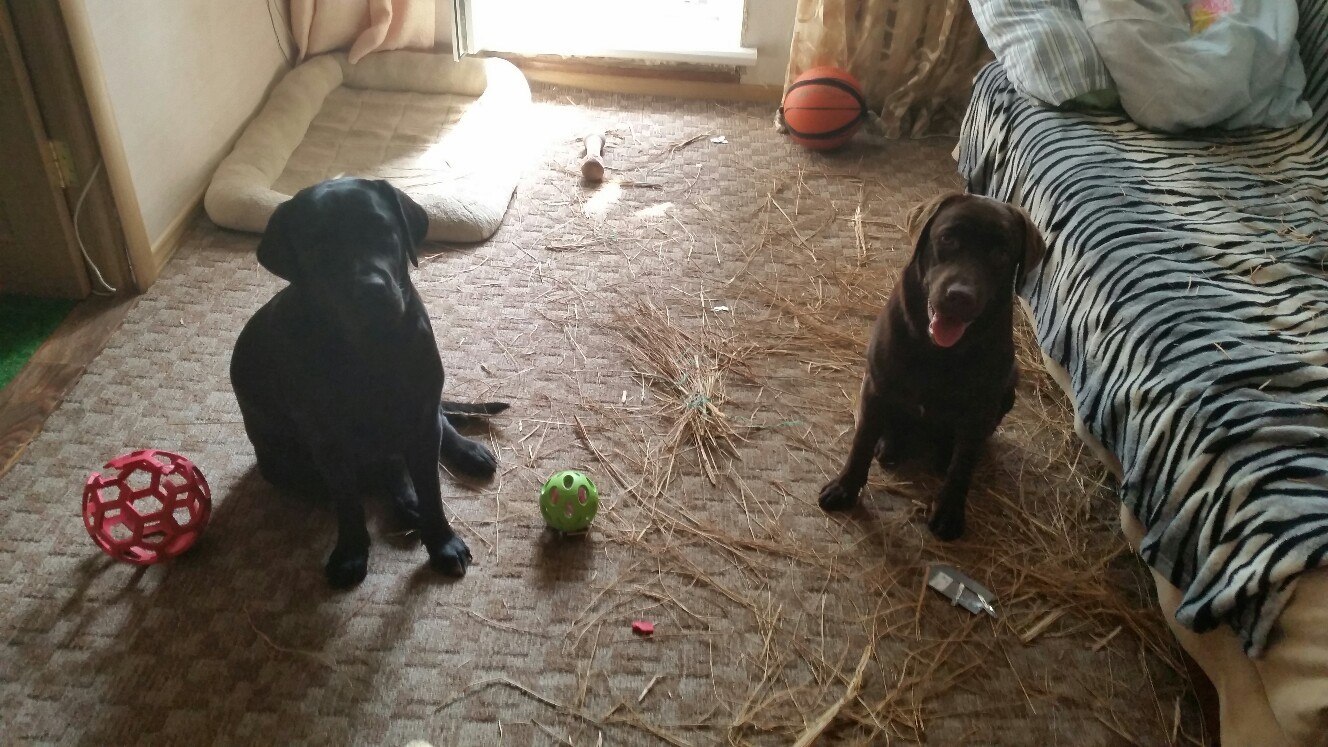 Get a Labrador - they said ... - Labrador, , A life, Dog, Dogs and people, Old photo, Longpost