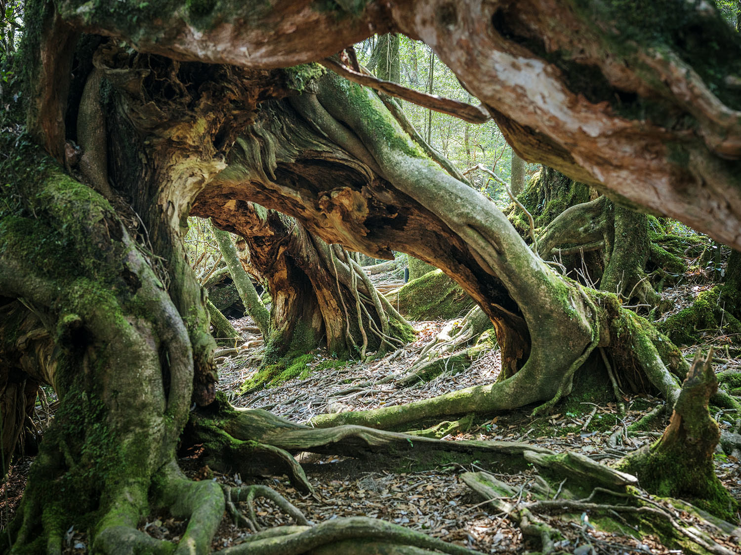 Forest on Yakushima Island - Japan, , , Forest, beauty of nature, Inspiration, Hayao Miyazaki, Longpost