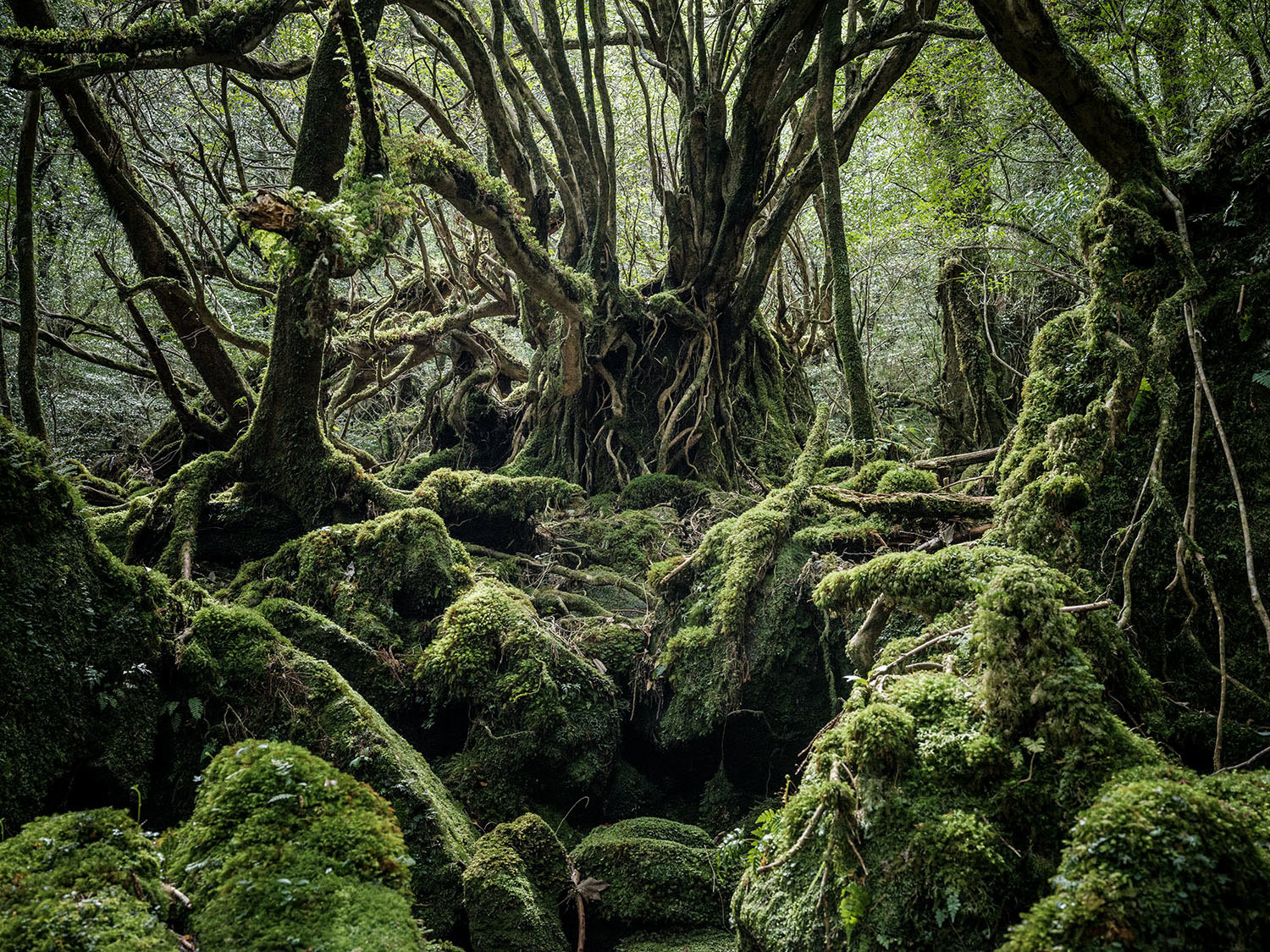 Forest on Yakushima Island - Japan, , , Forest, beauty of nature, Inspiration, Hayao Miyazaki, Longpost