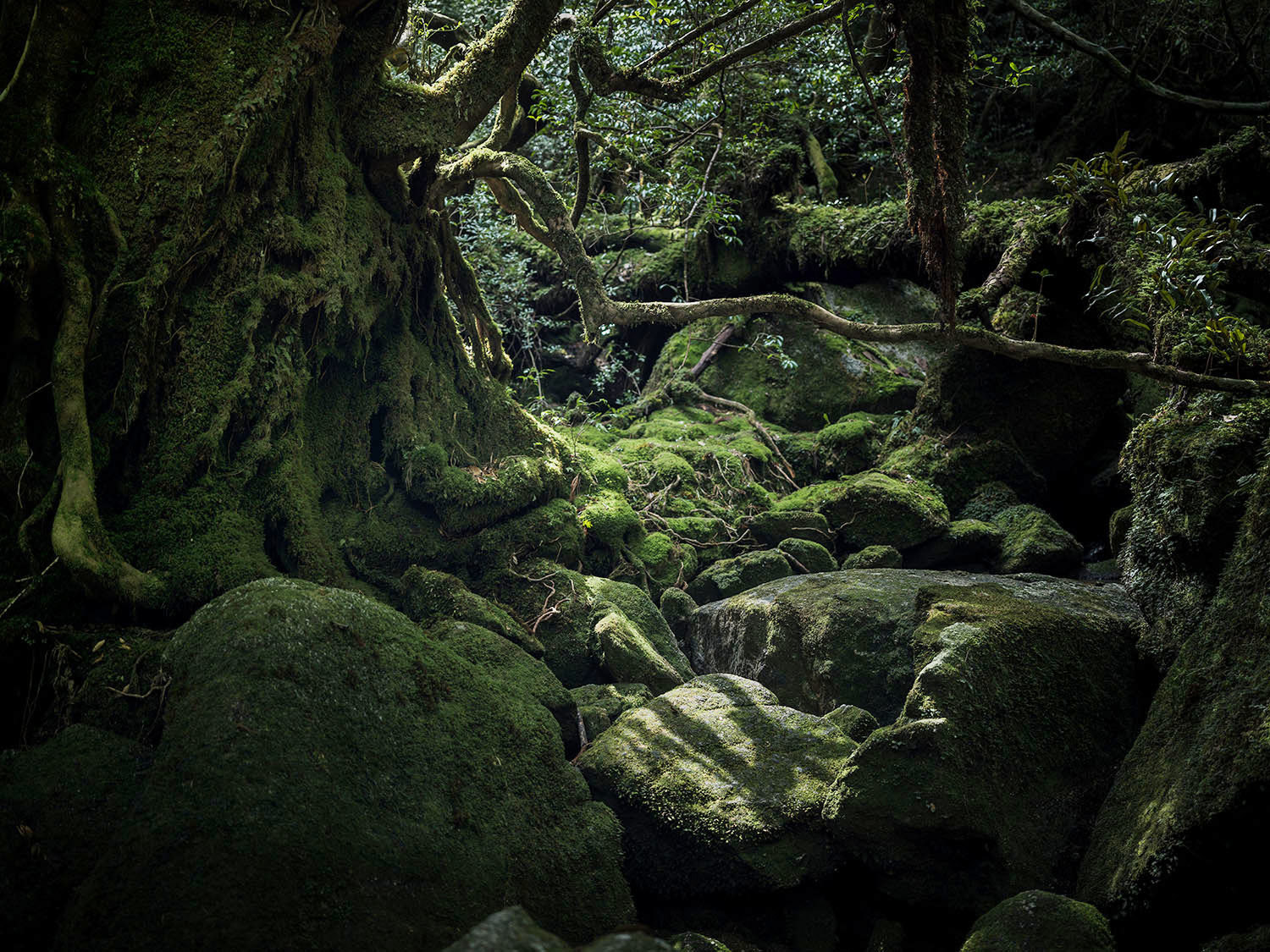 Forest on Yakushima Island - Japan, , , Forest, beauty of nature, Inspiration, Hayao Miyazaki, Longpost