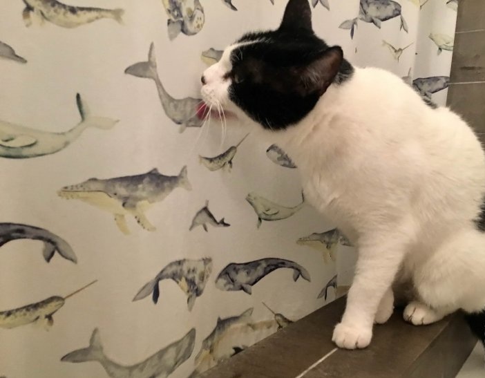 cat in the bathroom - cat, Wallpaper