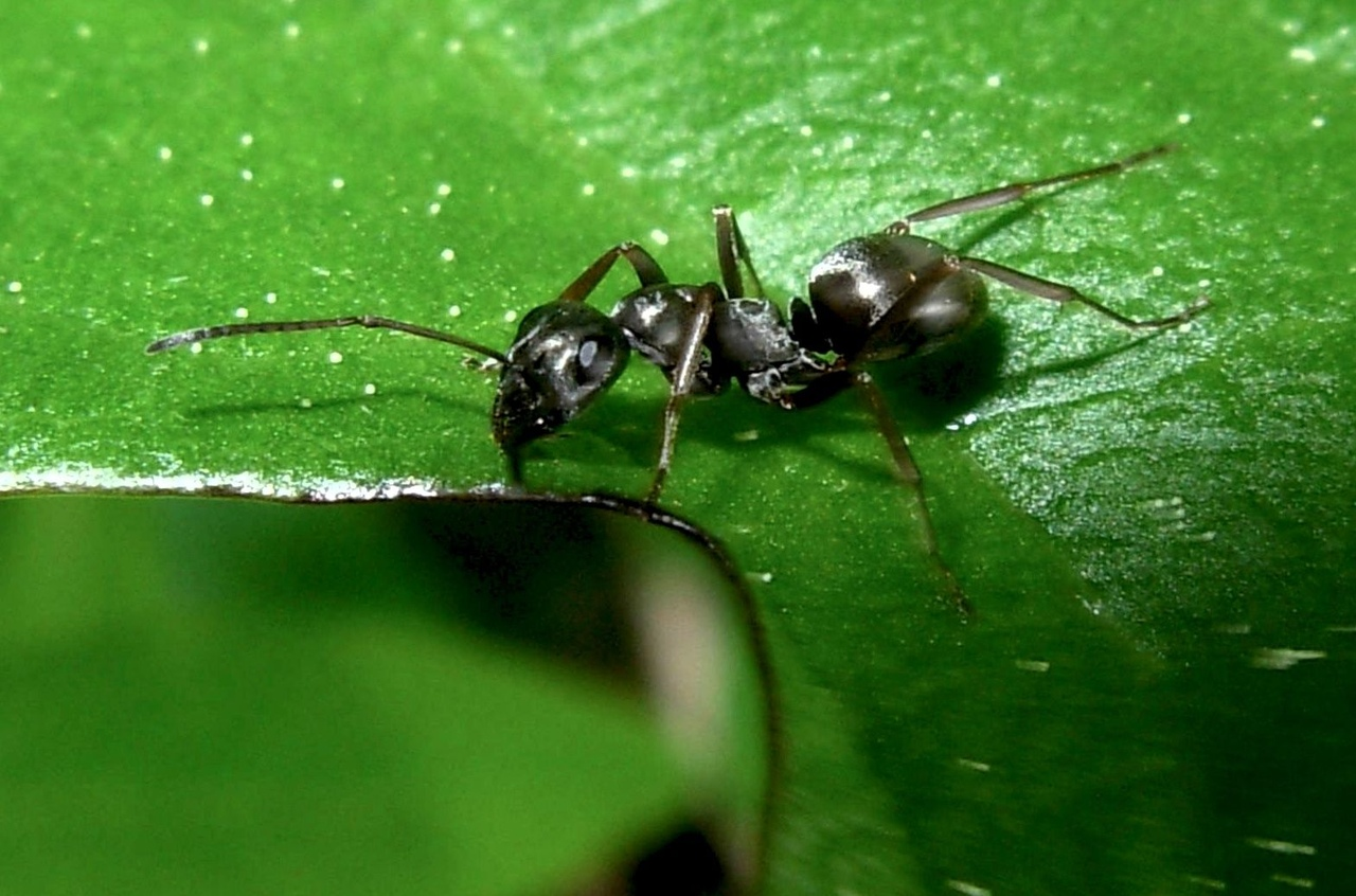 Ants have been found to quarantine infectious patients - Ants, Insects, Informative, Interesting, Quarantine, From the network, 