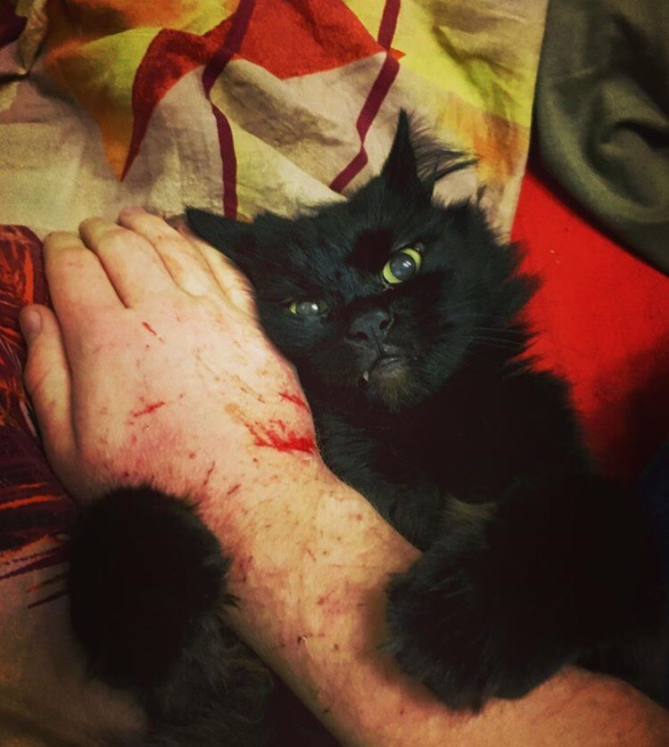 Played around... - cat, Crimea, Hand, Blood, Claws
