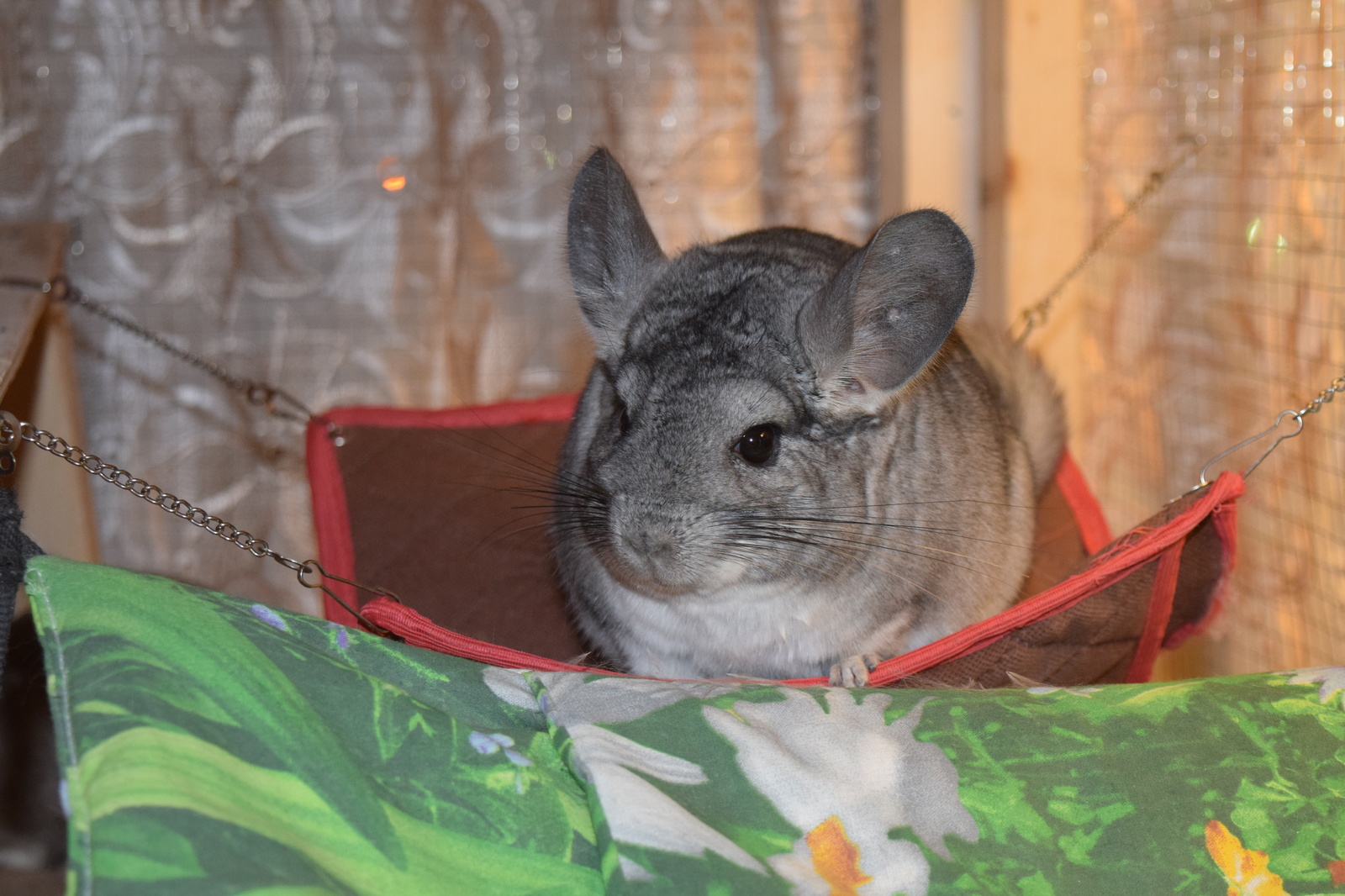 Chinchilla cuteness post. - My, Milota, Chinchilla, Pets, Fluffy, , Longpost