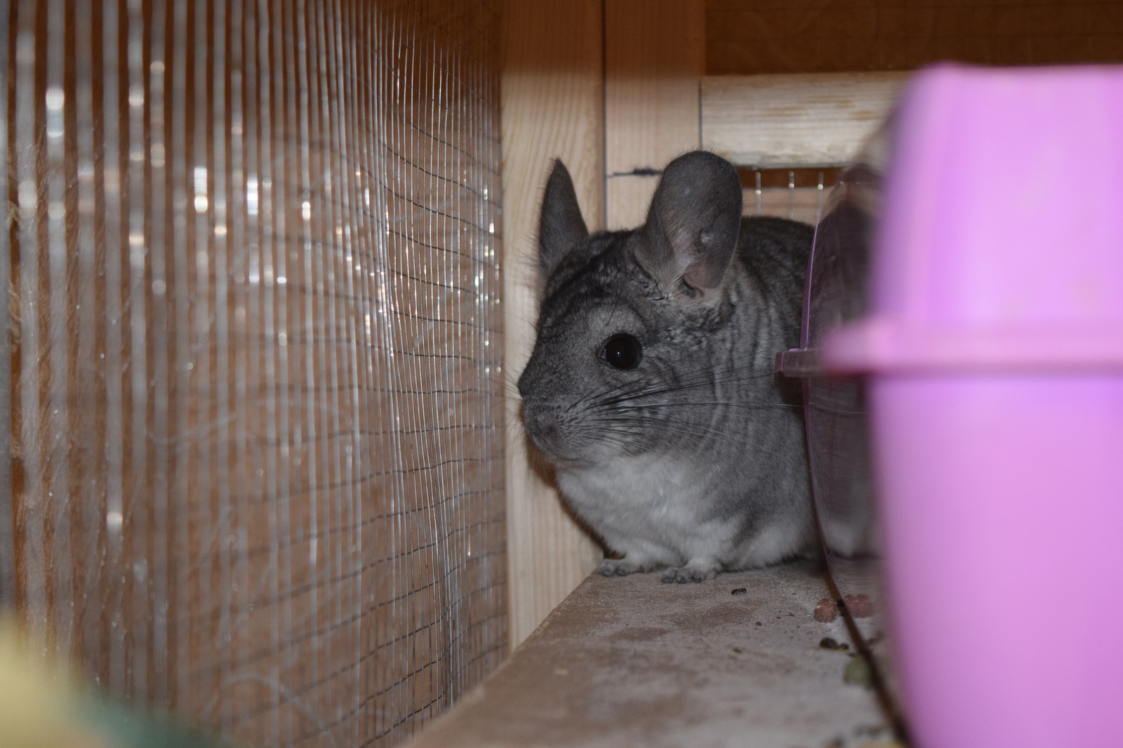 Chinchilla cuteness post. - My, Milota, Chinchilla, Pets, Fluffy, , Longpost