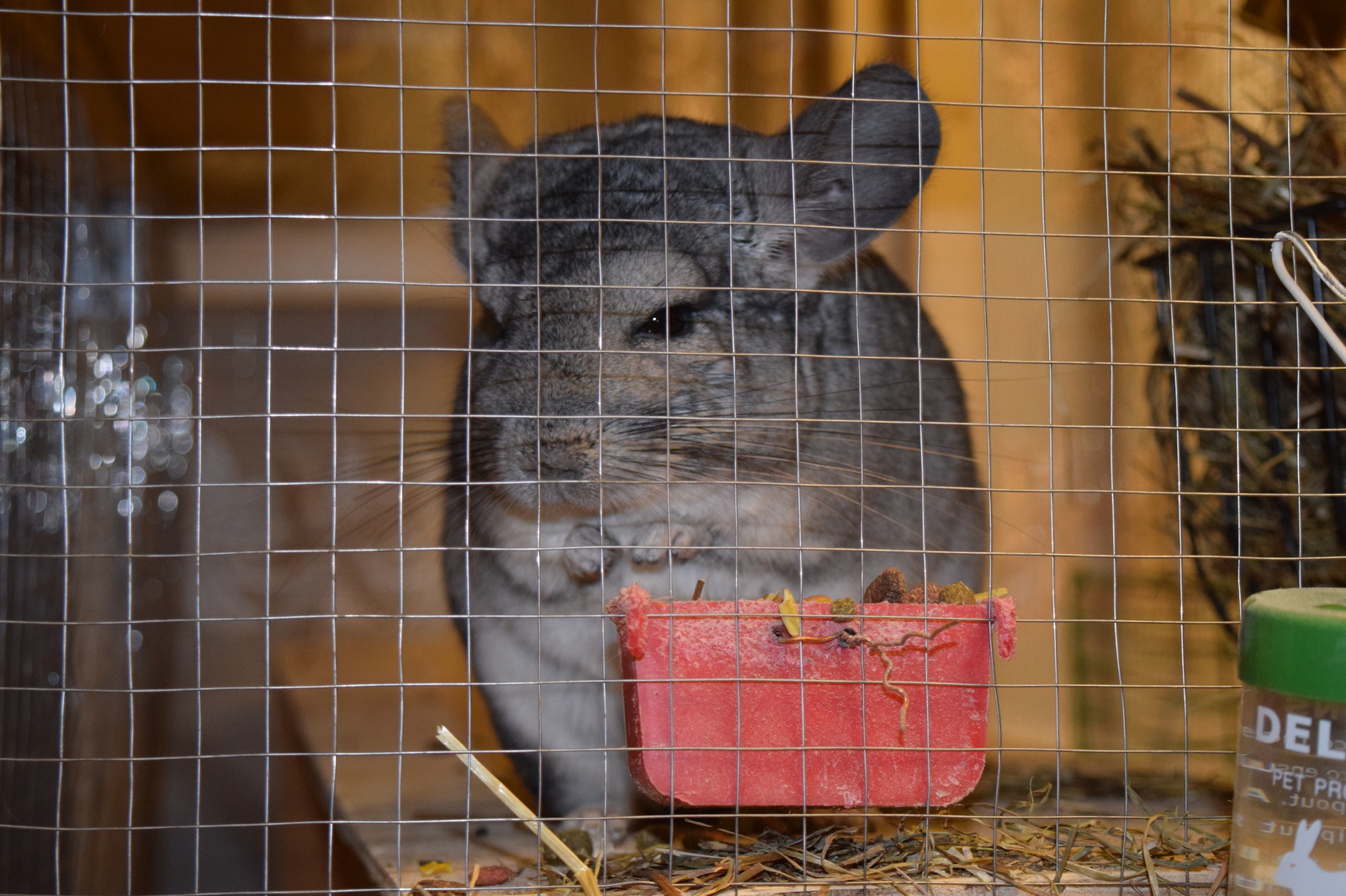 Chinchilla cuteness post. - My, Milota, Chinchilla, Pets, Fluffy, , Longpost