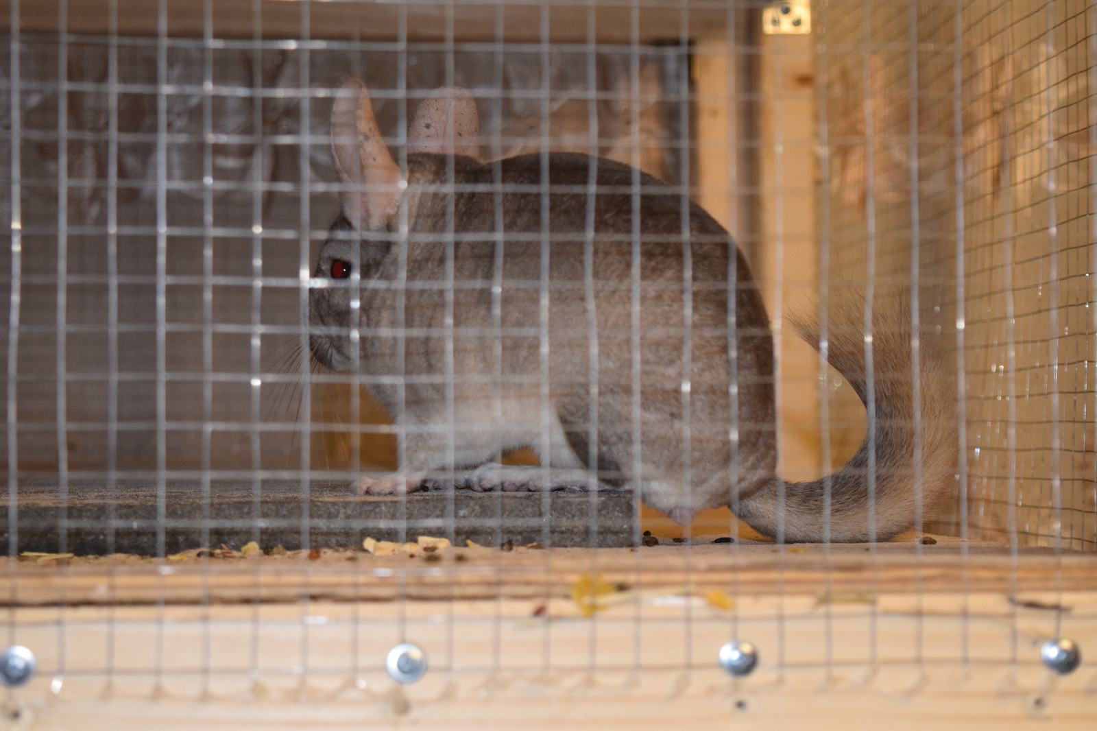 Chinchilla cuteness post. - My, Milota, Chinchilla, Pets, Fluffy, , Longpost