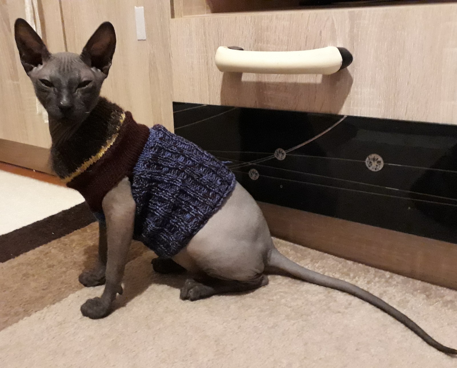 New thing. - My, Don Sphynx, Catomafia, Gray cat, Warming, cat, Grey