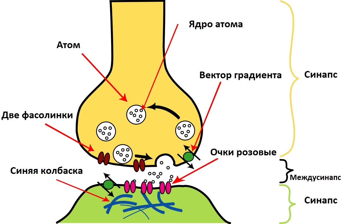 The work of synapses and neurotransmitters - , Neurotransmitters, Biology, Chemistry