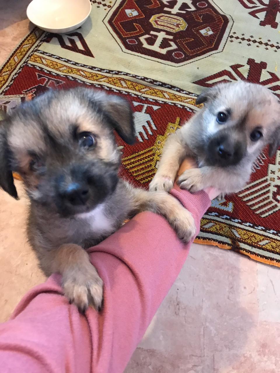 Looking for a home for kids - Puppies, I will give, Novorossiysk, Abinsk, Krymsk, In good hands, No rating, Video, Longpost