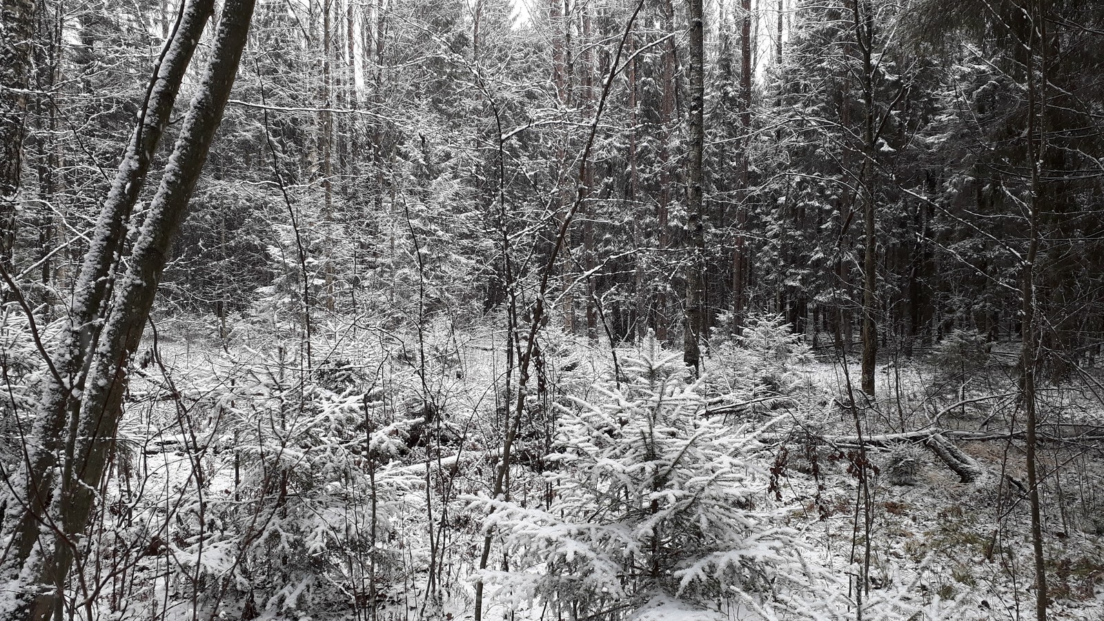 Went into the woods and suddenly it snowed!!! But the finds warmed up. - My, Find, Coin, Treasure hunter, Numismatics, Longpost, Treasure hunt