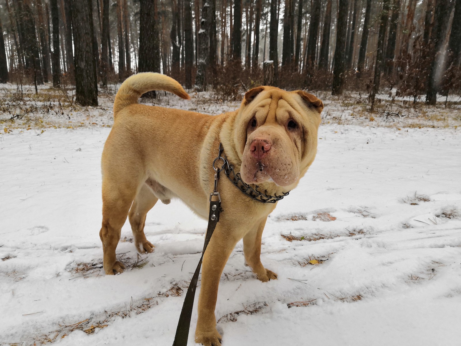 My dog - Веселый пёс, Собака, Шарпей